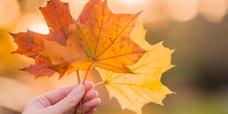 Wyniki konkursu fotograficznego "Jesień w obiektywie"
